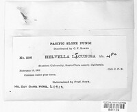Helvella lacunosa image